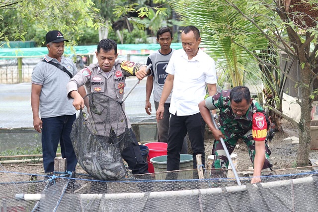 Bripka Komang Bersama Tiga Pilar, Kokohkan Ketahanan Pangan Lewat Budidaya Ikan