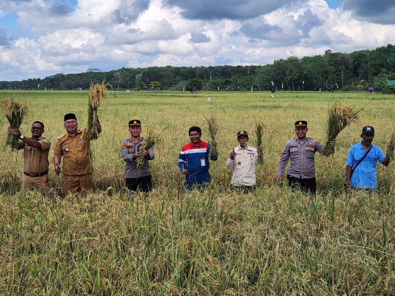 Panen Padi di Marangkayu, Hasil Kerjasama Pemerintah, Swasta Dan Masyarakat Untuk Capai Ketahanan Pangan