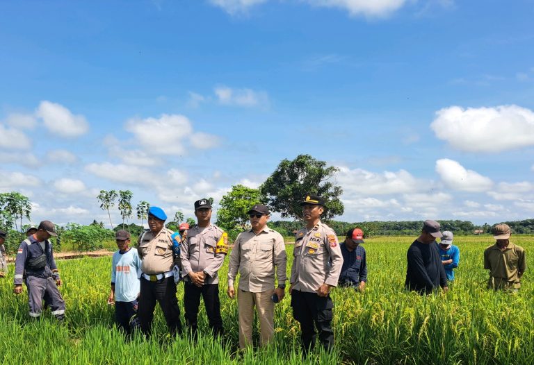 Pengecekan dan Pemantauan Lahan Pertanian Padi Sawah di Desa Semangko, Polsek Marang Kayu Dukung Ketahanan Pangan Lokal