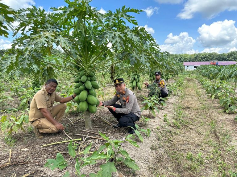 Polsek Marangkayu Lakukan Pengecekan Lokasi Kebun Melon dan Pepaya California dalam Rangka Ketahanan Pangan di Desa Sebuntal
