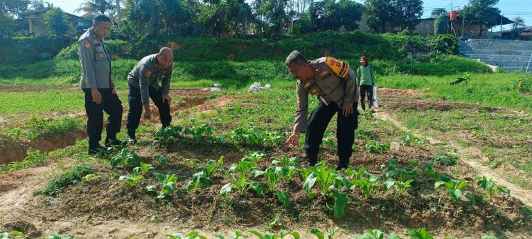 Dukung Asta Cita kabag SDM Polres Bontang laksanakan Pengecekan Penanaman Sawi dan Terong untuk Ketahanan Pangan Bergizi di Lahan P2B