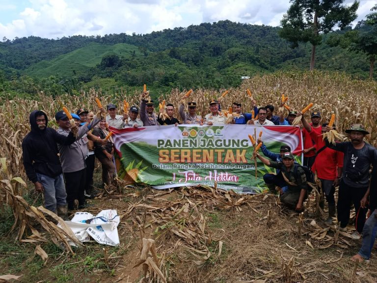 Panen Jagung di Marangkayu Wujud Nyata Ketahanan Pangan : Dukung Program Asta Cita