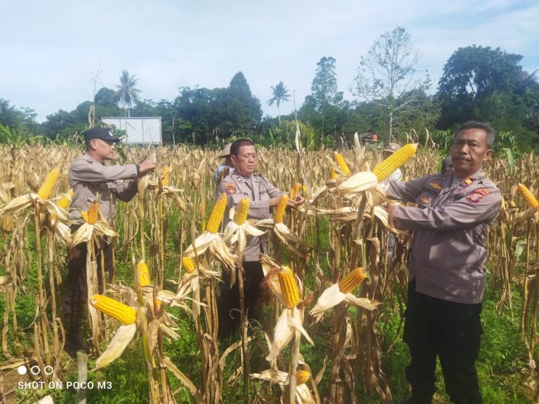 Polsek Bontang Utara Dampingi Petani Jagung ; Wujudkan Ketahanan Pangan di Kota Bontang