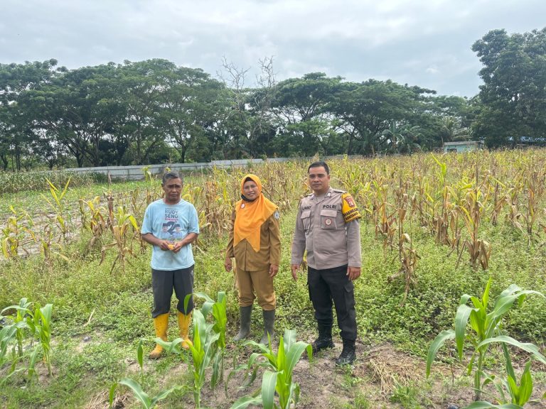 Bhabinkamtibmas Bontang Lestari Lakukan Monitoring Ketersediaan Jagung Bersama Penyuluh Pertanian