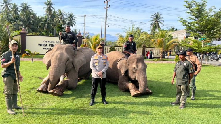 Sinergi Polri dan BKSDA : Gajah Dikerahkan Bersihkan Material Banjir di Pidie Jaya