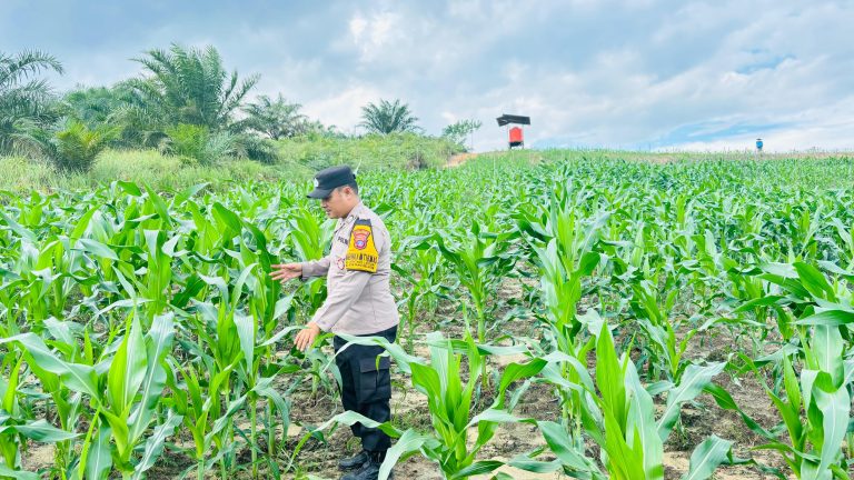 Dukung swasembada pangan : Bhabinkamtibmas Bonles Lakukan Monitoring Perkembangan Tanaman Jagung di lahan Graha mandala lestari