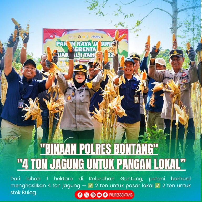 Panen Jagung di Guntung, 4 Ton Dukung Ketersediaan di Pasar Lokal dan Stok Bulog