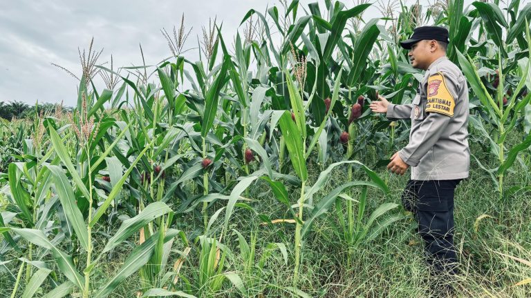 Bhabinkamtibmas Bontang Lestari Monitoring Perkembangan Tanaman Jagung di Kebun KTH Graha Mandala Lestari