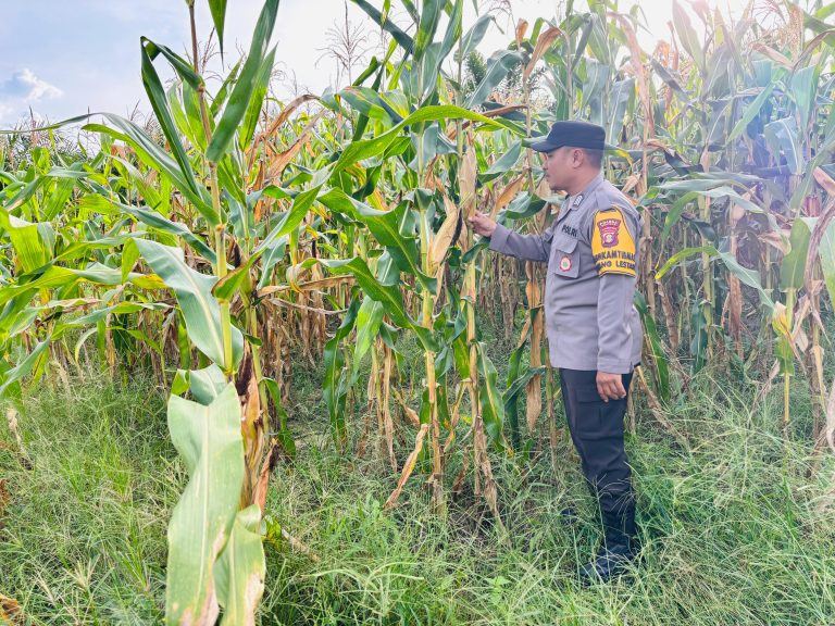 Pantau Perkembangan Jagung Program Pertanian Industri di KTH Graha Mandala Lestari : Polri dukung ketahanan pangan