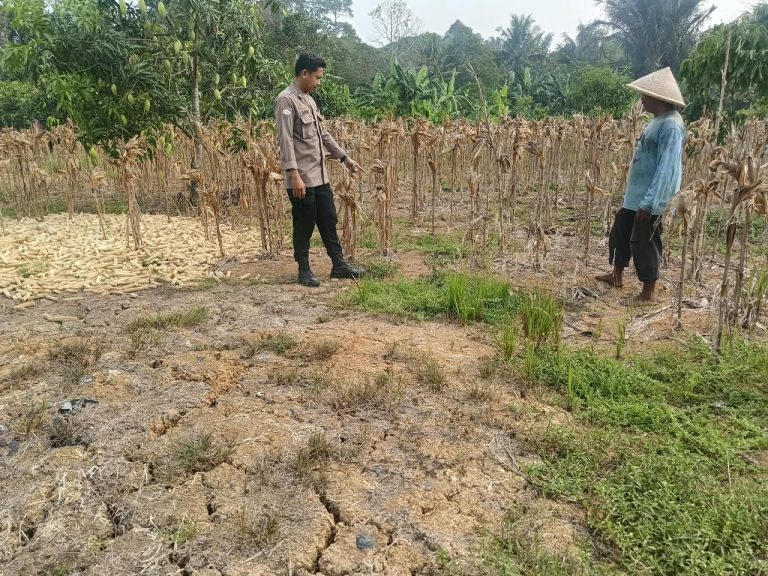 Dukung ketahanan pangan, Bhabinkamtibmas Guntung Pendampingan Lahan Tegalan Jagung Milik Pok Tani binaan